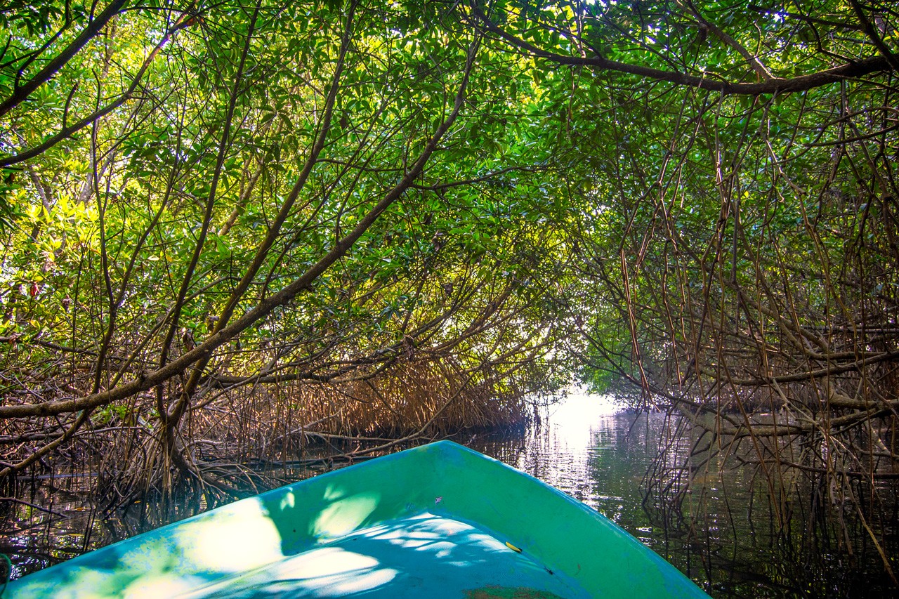 Bentota-River-safari-4